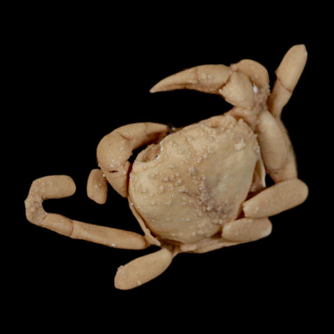 2.3" Potaman Sp Fossil Freshwater Crab In Travertine Denizli Basin Southwest Turkey