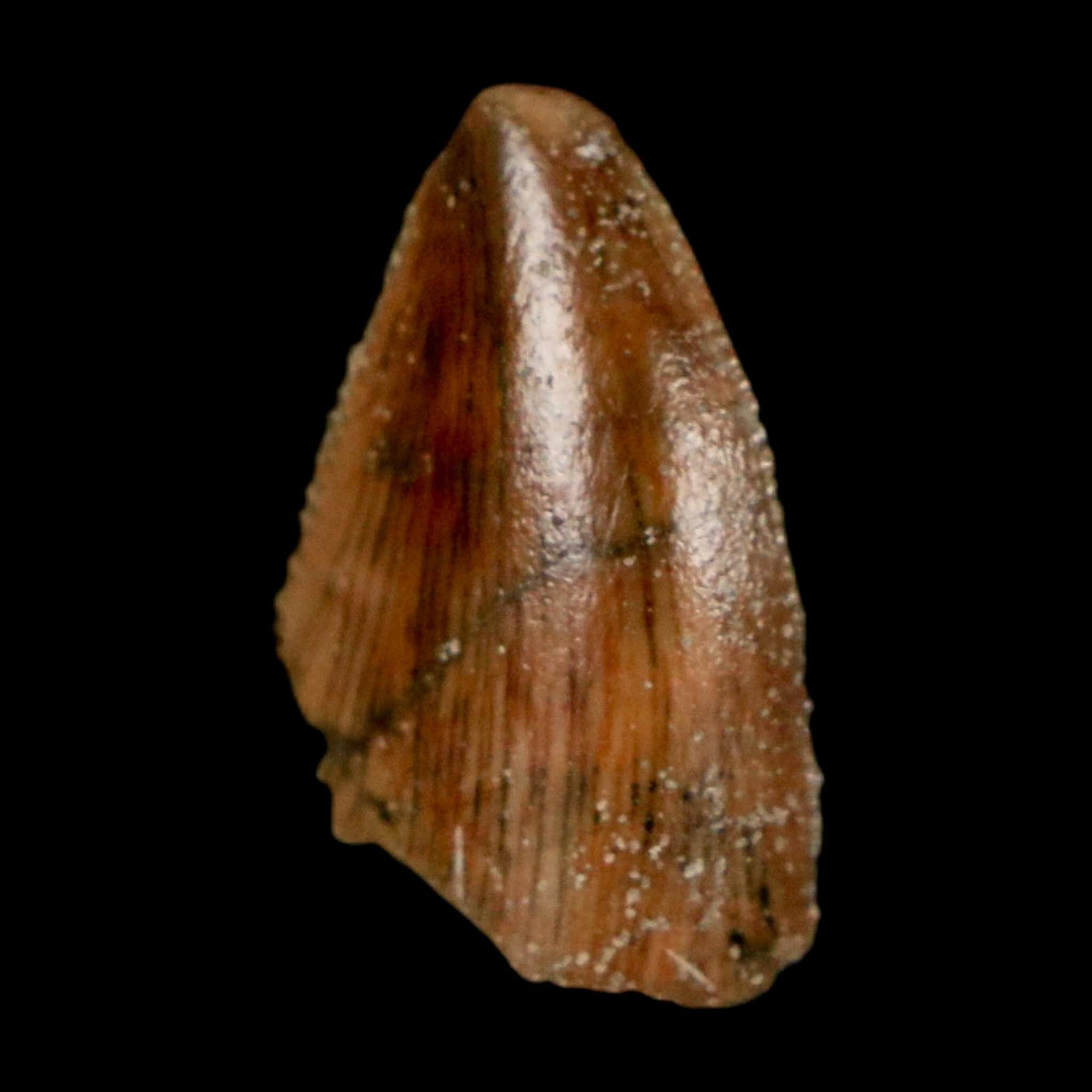 0.7" Majungasaurus Serrated Fossil Tooth Cretaceous Dinosaur Madagascar COA - Fossil Age Minerals