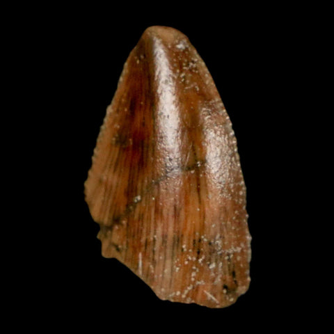 0.7" Majungasaurus Serrated Fossil Tooth Cretaceous Dinosaur Madagascar COA - Fossil Age Minerals