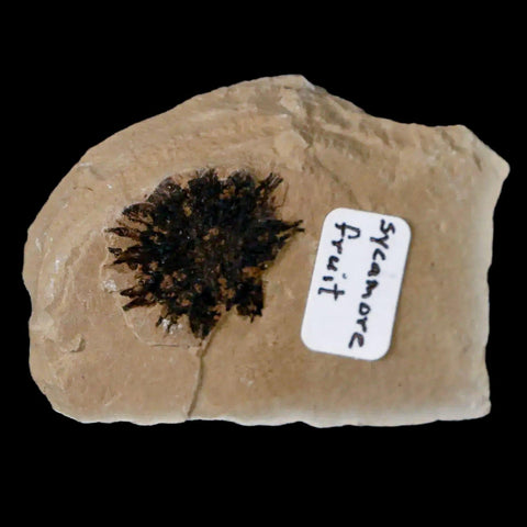 17MM Detailed Fossil Sycamore Fruit Plant Green River FM Uintah County UT Eocene Age - Fossil Age Minerals