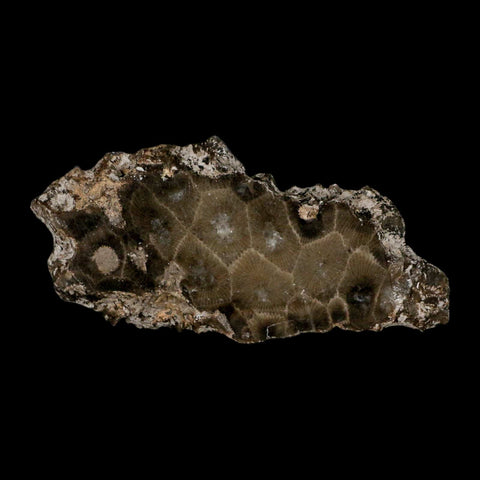 3.5" Polished Slab Petoskey Stone Hexagonaria Coral Fossil Devonian Age Michigan - Fossil Age Minerals