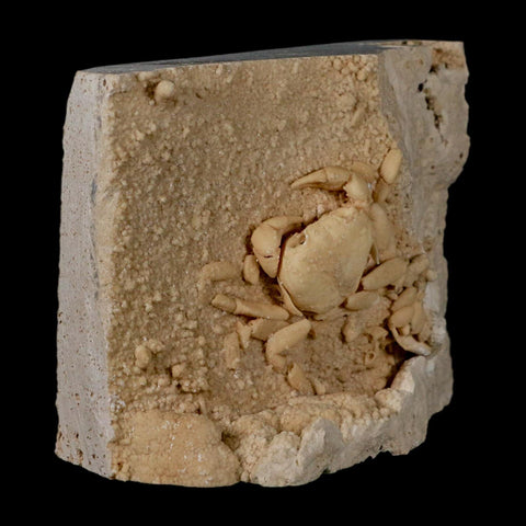 2.3" Potaman Sp Fossil Freshwater Crab In Travertine Denizli Basin Southwest Turkey
