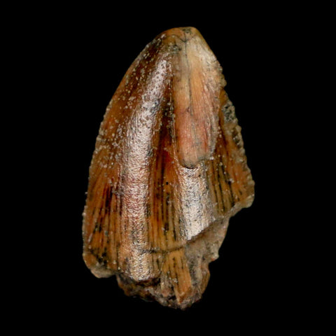 0.7" Majungasaurus Serrated Fossil Tooth Cretaceous Dinosaur Madagascar COA - Fossil Age Minerals