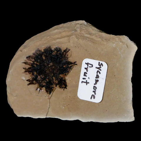 17MM Detailed Fossil Sycamore Fruit Plant Green River FM Uintah County UT Eocene Age - Fossil Age Minerals