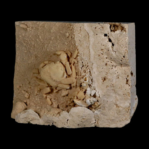 2.3" Potaman Sp Fossil Freshwater Crab In Travertine Denizli Basin Southwest Turkey
