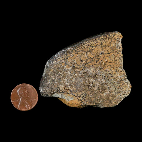 2.4" Stegosaurus Fossil Specimen Morrison FM Wyoming Jurassic Age Dinosaur COA