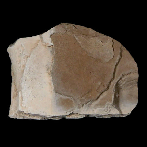 17MM Detailed Fossil Sycamore Fruit Plant Green River FM Uintah County UT Eocene Age - Fossil Age Minerals