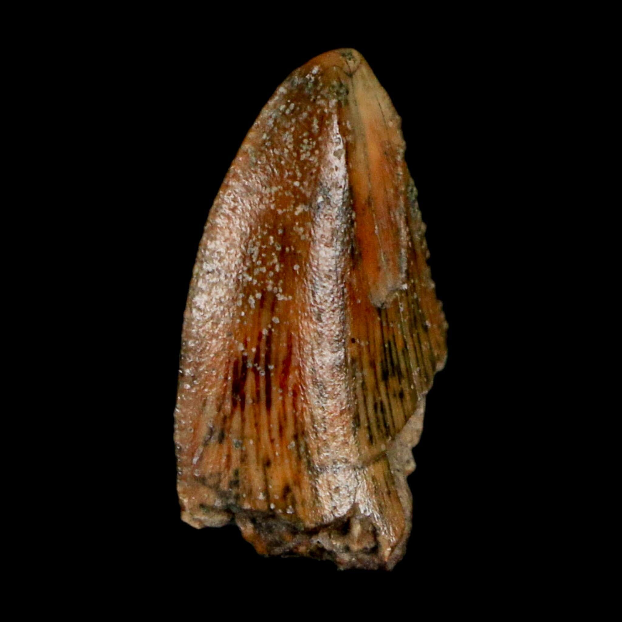 0.7" Majungasaurus Serrated Fossil Tooth Cretaceous Dinosaur Madagascar COA - Fossil Age Minerals
