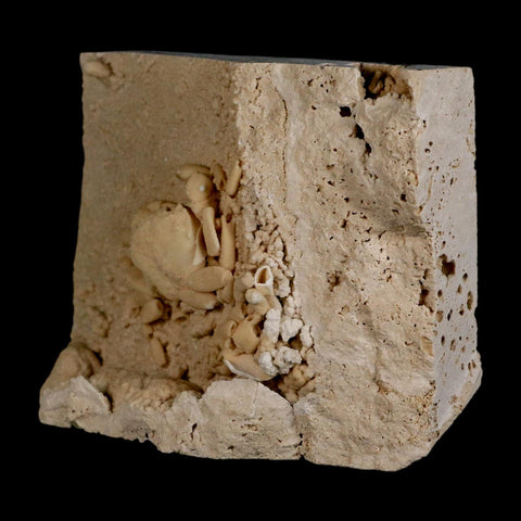 2.3" Potaman Sp Fossil Freshwater Crab In Travertine Denizli Basin Southwest Turkey