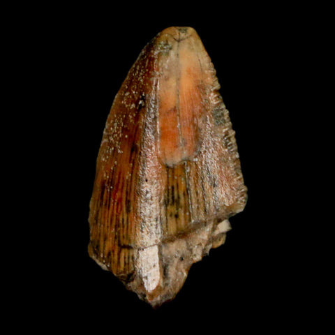 0.7" Majungasaurus Serrated Fossil Tooth Cretaceous Dinosaur Madagascar COA - Fossil Age Minerals