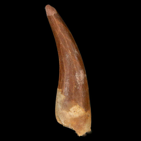 1.7" Plesiosaur Zarafasaura Tooth Fossil Cretaceous Dinosaur Era COA, Stand