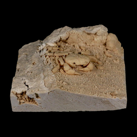 2.3" Potaman Sp Fossil Freshwater Crab In Travertine Denizli Basin Southwest Turkey