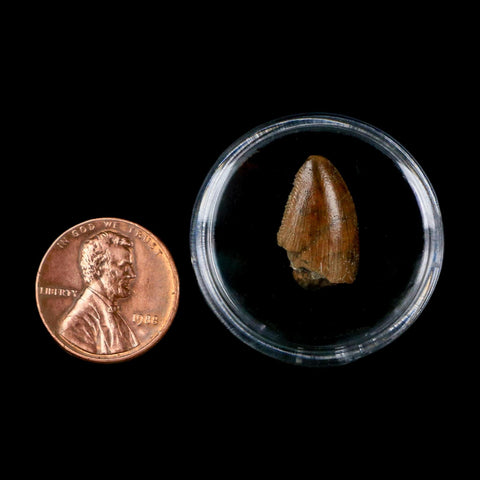 0.7" Majungasaurus Serrated Fossil Tooth Cretaceous Dinosaur Madagascar COA - Fossil Age Minerals