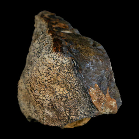 2.4" Stegosaurus Fossil Specimen Morrison FM Wyoming Jurassic Age Dinosaur COA