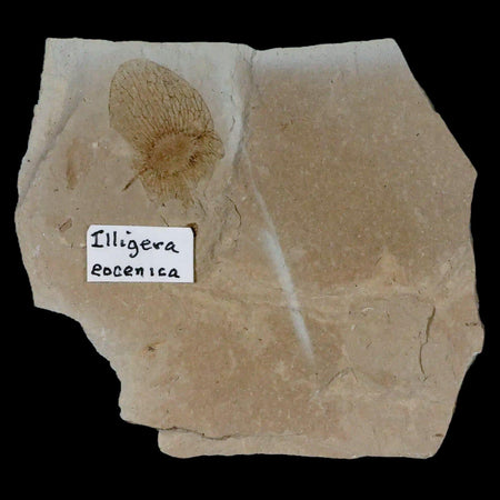 1" Detailed Fossil Illigera Eocenica Plant Green River FM Uintah County UT Eocene Age