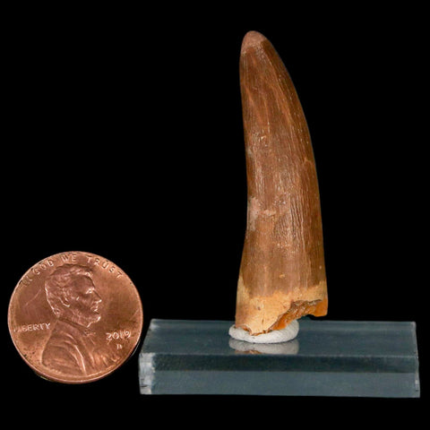 1.7" Plesiosaur Zarafasaura Tooth Fossil Cretaceous Dinosaur Era COA, Stand