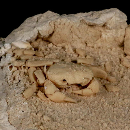 2.3" Potaman Sp Fossil Freshwater Crab In Travertine Denizli Basin Southwest Turkey