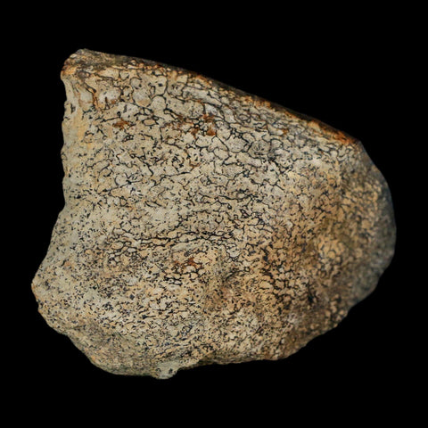 2.4" Stegosaurus Fossil Specimen Morrison FM Wyoming Jurassic Age Dinosaur COA