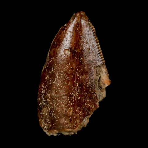 0.9" Majungasaurus Serrated Fossil Tooth Cretaceous Dinosaur Madagascar COA - Fossil Age Minerals