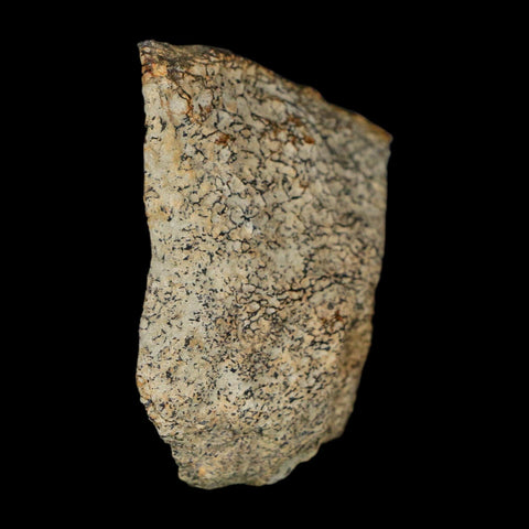 2.4" Stegosaurus Fossil Specimen Morrison FM Wyoming Jurassic Age Dinosaur COA