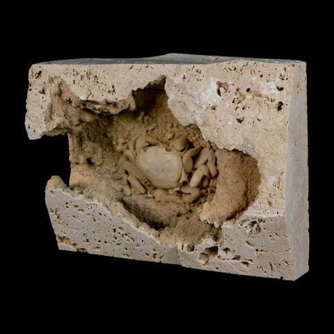 2.2" Potaman Sp Fossil Freshwater Crab In Travertine Denizli Basin Southwest Turkey