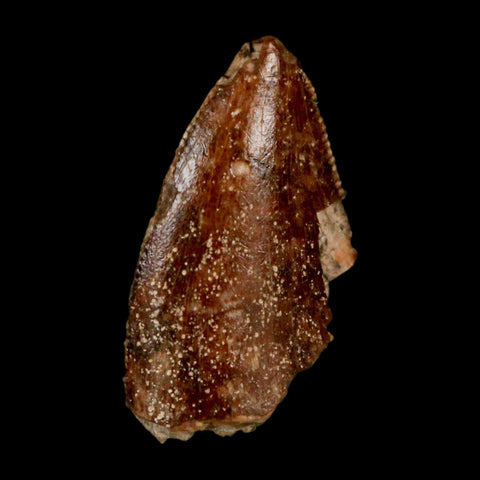 0.9" Majungasaurus Serrated Fossil Tooth Cretaceous Dinosaur Madagascar COA - Fossil Age Minerals