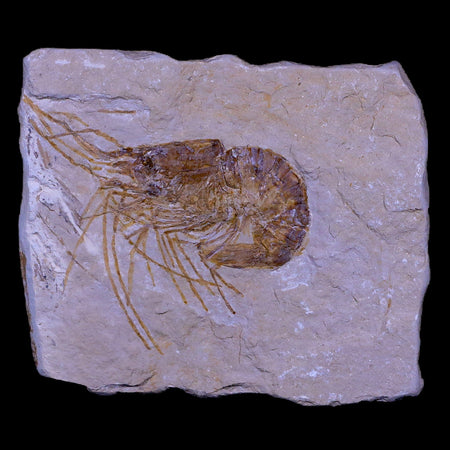 1.8" Fossil Shrimp Carpopenaeus Cretaceous Age 100 Mil Yrs Old Lebanon COA