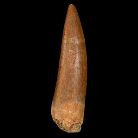 1.6" Plesiosaur Zarafasaura Tooth Fossil Cretaceous Dinosaur Era COA, Stand