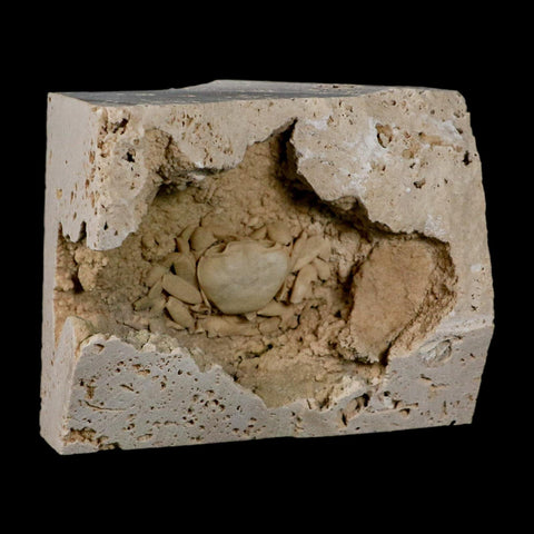 2.2" Potaman Sp Fossil Freshwater Crab In Travertine Denizli Basin Southwest Turkey