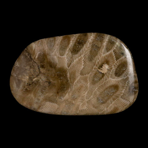 2.6" Polished Slab Petoskey Stone Hexagonaria Coral Fossil Devonian Age Michigan - Fossil Age Minerals