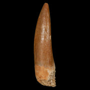 1.6" Plesiosaur Zarafasaura Tooth Fossil Cretaceous Dinosaur Era COA, Stand