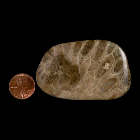 2.6" Polished Slab Petoskey Stone Hexagonaria Coral Fossil Devonian Age Michigan - Fossil Age Minerals
