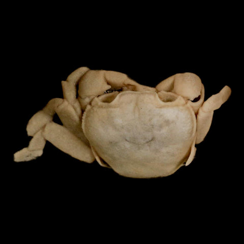 2.2" Potaman Sp Fossil Freshwater Crab In Travertine Denizli Basin Southwest Turkey