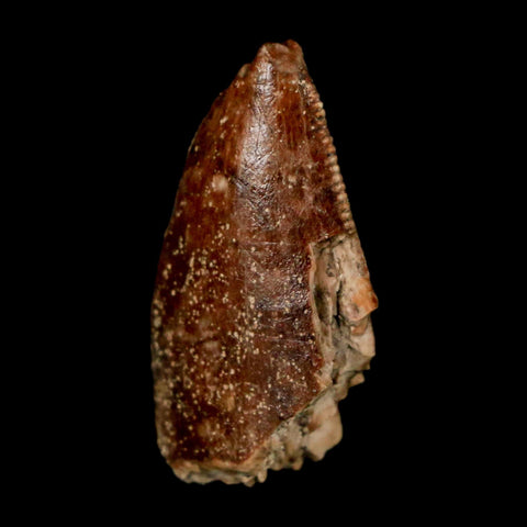 0.9" Majungasaurus Serrated Fossil Tooth Cretaceous Dinosaur Madagascar COA - Fossil Age Minerals