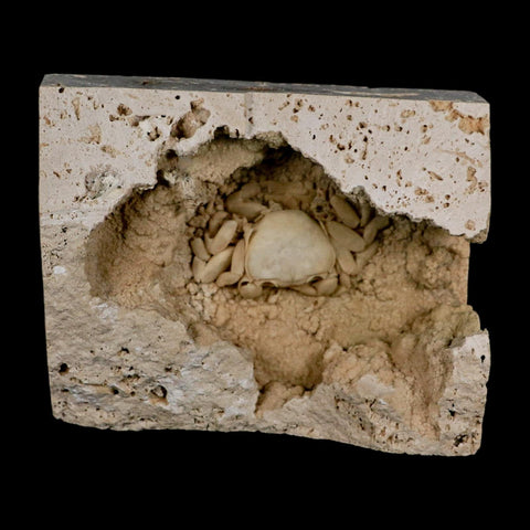 2.2" Potaman Sp Fossil Freshwater Crab In Travertine Denizli Basin Southwest Turkey