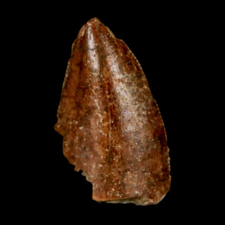 0.9" Majungasaurus Serrated Fossil Tooth Cretaceous Dinosaur Madagascar COA