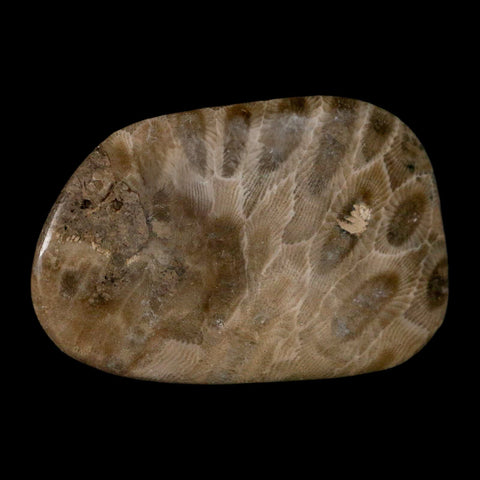 2.6" Polished Slab Petoskey Stone Hexagonaria Coral Fossil Devonian Age Michigan - Fossil Age Minerals