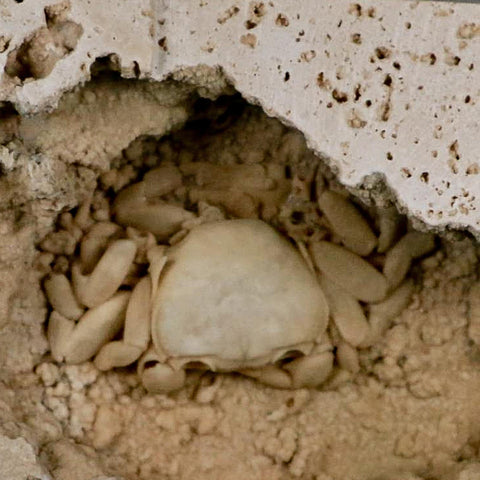 2.2" Potaman Sp Fossil Freshwater Crab In Travertine Denizli Basin Southwest Turkey