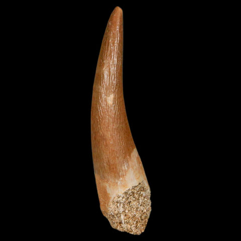 1.6" Plesiosaur Zarafasaura Tooth Fossil Cretaceous Dinosaur Era COA, Stand