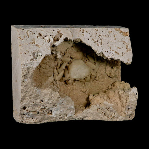 2.2" Potaman Sp Fossil Freshwater Crab In Travertine Denizli Basin Southwest Turkey