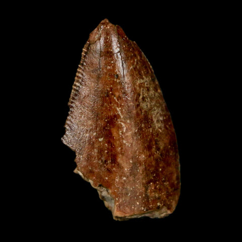 0.9" Majungasaurus Serrated Fossil Tooth Cretaceous Dinosaur Madagascar COA - Fossil Age Minerals