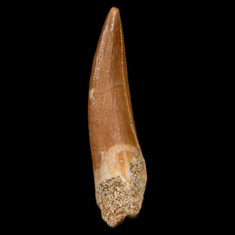 1.6" Plesiosaur Zarafasaura Tooth Fossil Cretaceous Dinosaur Era COA, Stand