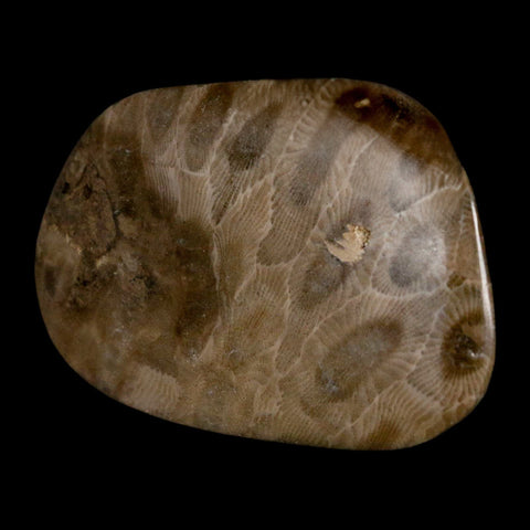 2.6" Polished Slab Petoskey Stone Hexagonaria Coral Fossil Devonian Age Michigan - Fossil Age Minerals