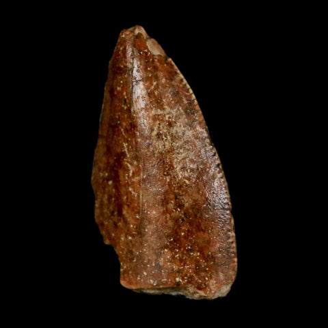 0.9" Majungasaurus Serrated Fossil Tooth Cretaceous Dinosaur Madagascar COA - Fossil Age Minerals