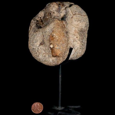 4" Stegosaurus Fossil Vertebrae Morrison FM Jurassic Age WY Dinosaur Stand COA - Fossil Age Minerals