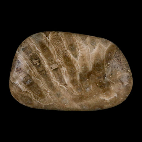 2.6" Polished Slab Petoskey Stone Hexagonaria Coral Fossil Devonian Age Michigan - Fossil Age Minerals