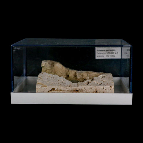 2.2" Potaman Sp Fossil Freshwater Crab In Travertine Denizli Basin Southwest Turkey