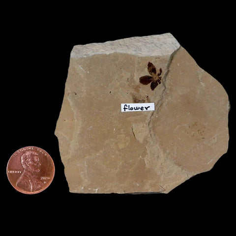0.4" Detailed Fossil Flower Plant Green River FM Uintah County Utah Eocene Age - Fossil Age Minerals
