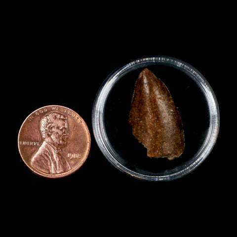 0.9" Majungasaurus Serrated Fossil Tooth Cretaceous Dinosaur Madagascar COA - Fossil Age Minerals