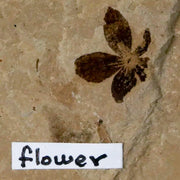 0.4" Detailed Fossil Flower Plant Green River FM Uintah County Utah Eocene Age